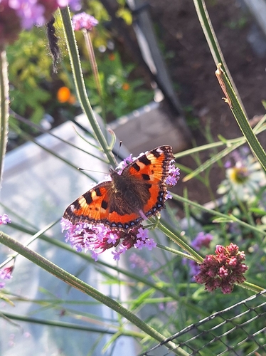 Aglais urticae