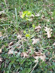Euphorbia crenulata