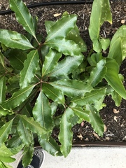 Pittosporum undulatum
