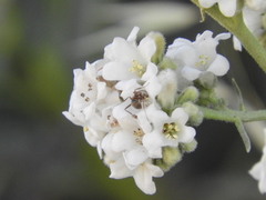Formica francoeuri
