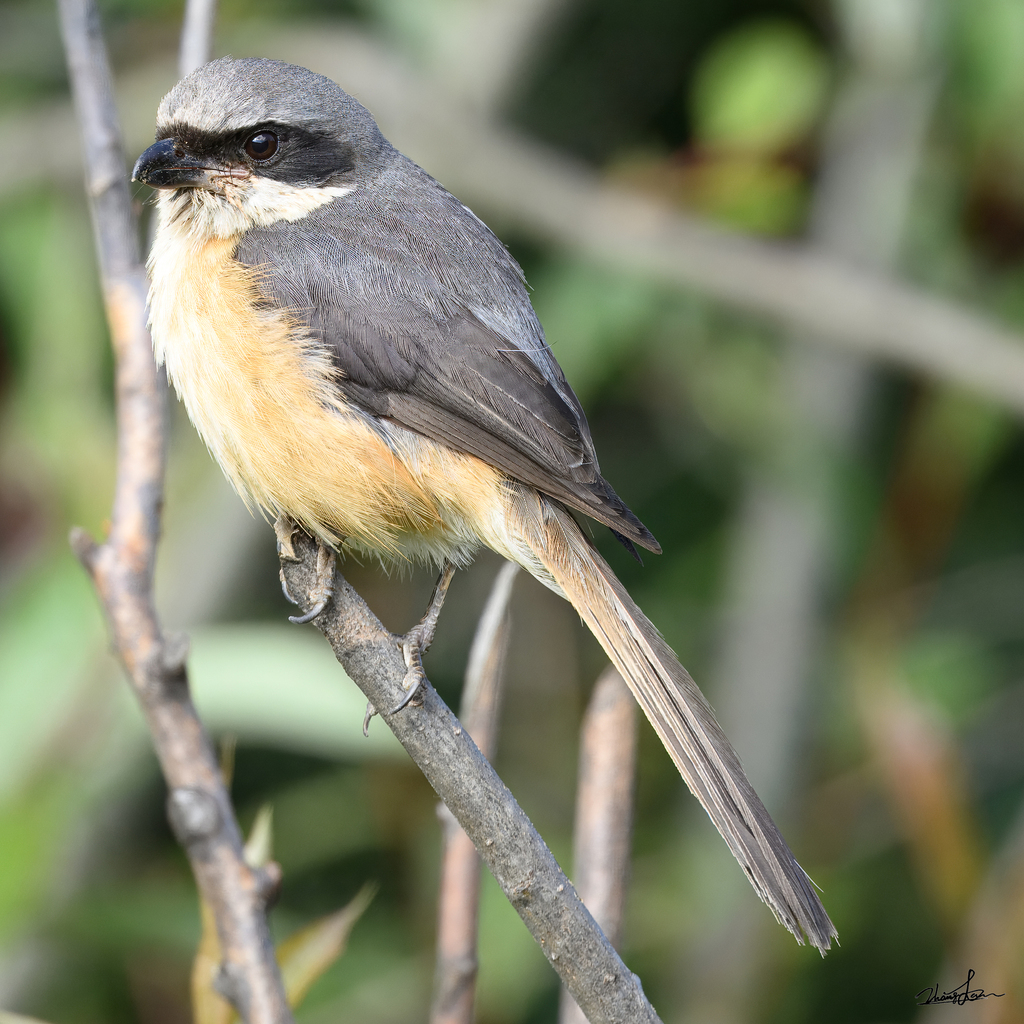 Grey-backed Shrike
