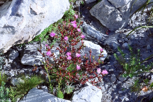 Erepsia inclaudens, photograph 4