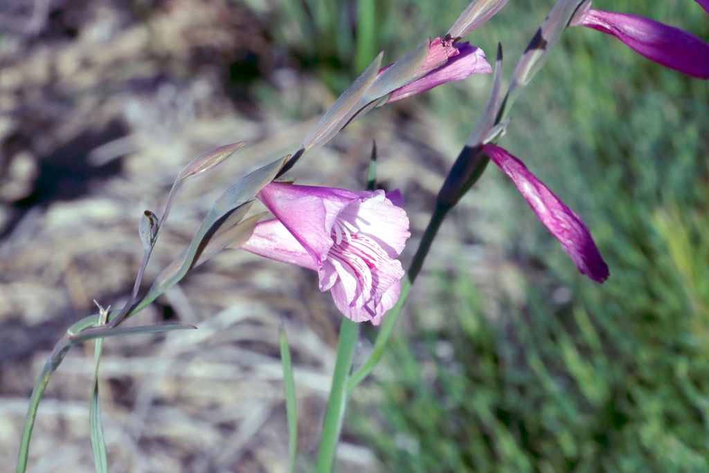 Gladiolus hirsutus; photograph (c) Tony Rebelo, some rights reserved (CC BY-SA)