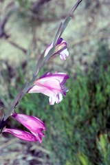 Gladiolus hirsutus, photograph (c) Tony Rebelo, some rights reserved (CC BY-SA)