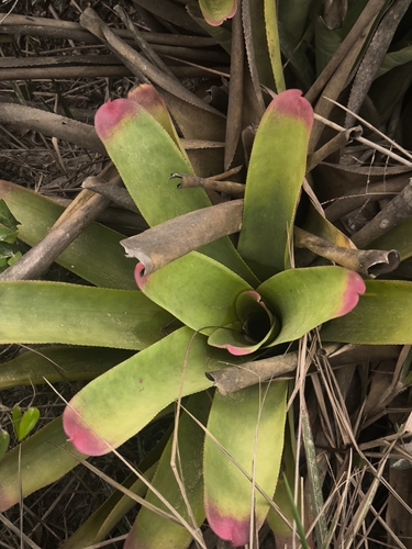 Neoregelia cruenta, photograph 2