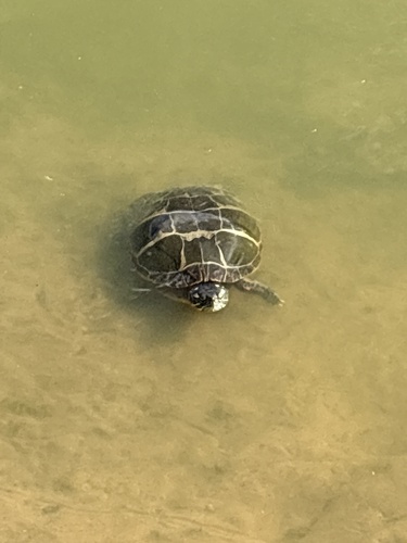 Eastern Painted Turtle
