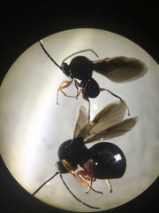 Amphibolips quercusracemaria