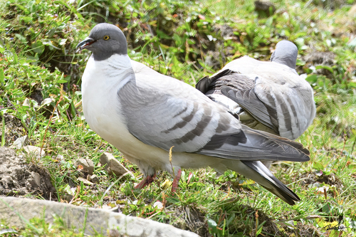 Columba leuconota, 2026-08-09