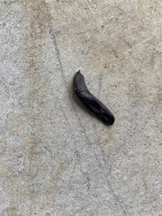 Belocaulus angustipes