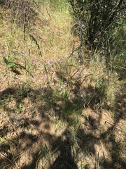Melica californica