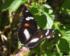 Hypolimnas bolina nerina