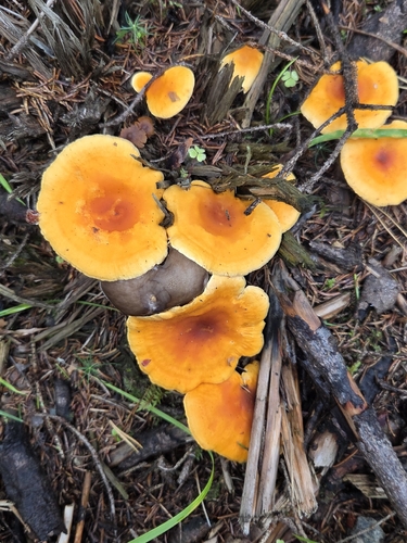 False Chanterelle