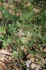 Artemisia latifolia