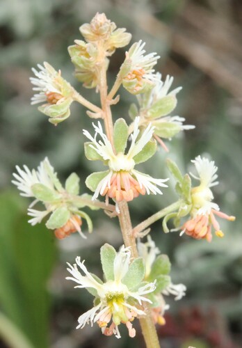Reseda phyteuma, photograph 6