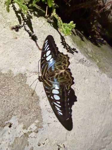 Nymphalidae