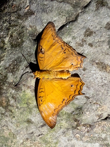 Nymphalidae
