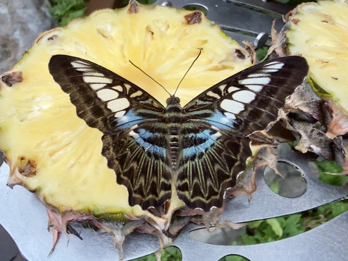 Nymphalidae
