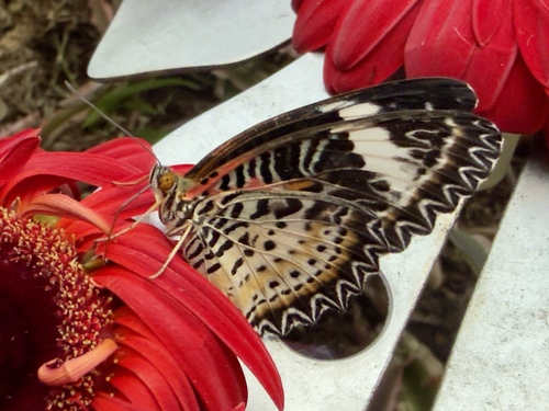 Nymphalidae