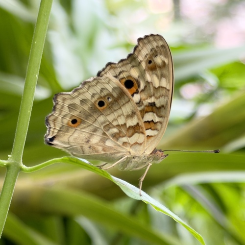 Nymphalidae