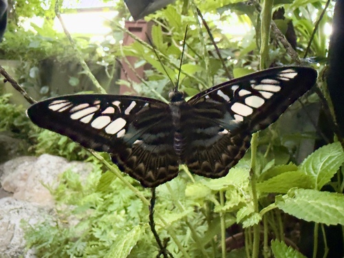 Nymphalidae