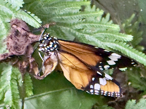 Danaus