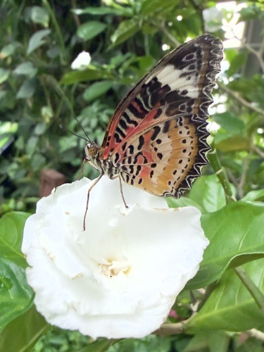 Nymphalidae