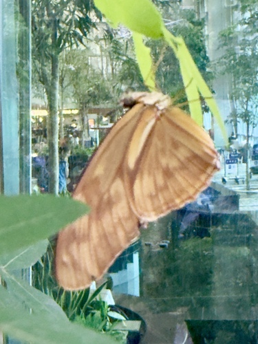 Nymphalidae