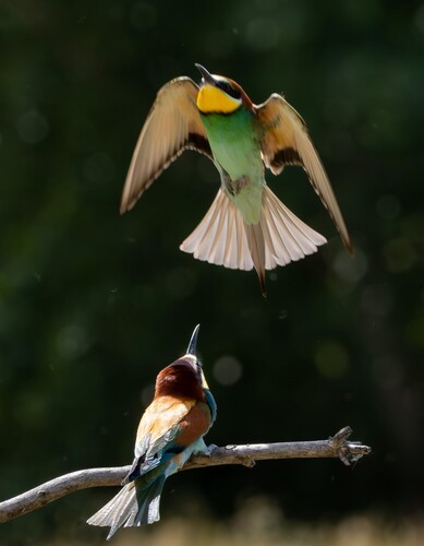 European Bee-eater