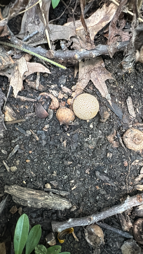 Leopard Earthball · August 2026 · photo: Photo: (c) Rachel, some rights reserved (CC BY) · iNaturalist