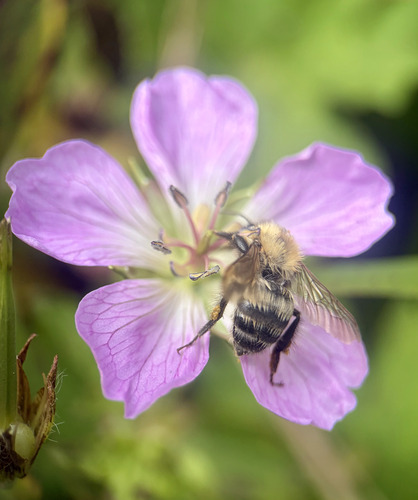 Ussuri Bumble Bee