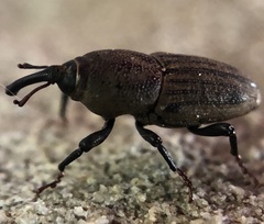 Sphenophorus parvulus