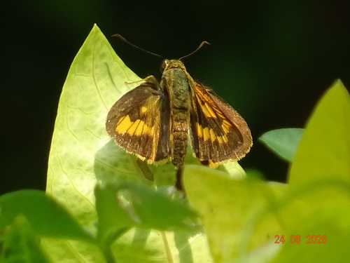 Telicota colon stinga