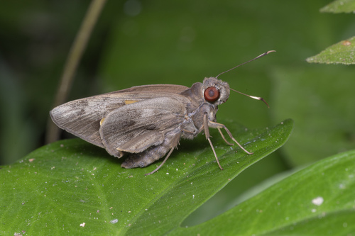 Erionota acroleuca