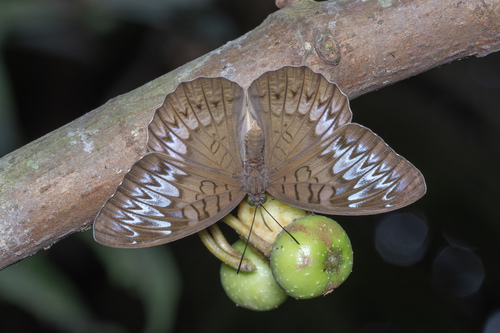 Tanaecia pelea