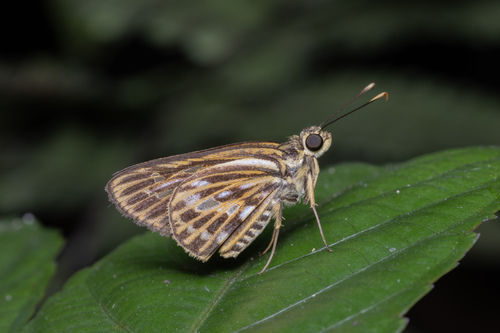 Pyroneura latoia