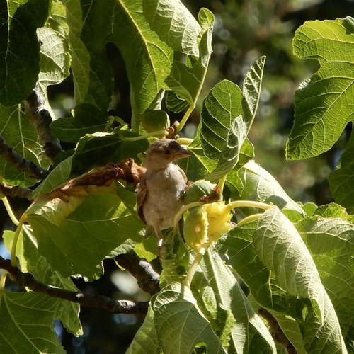 Italian Sparrow