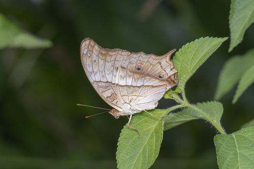 Vindula dejone