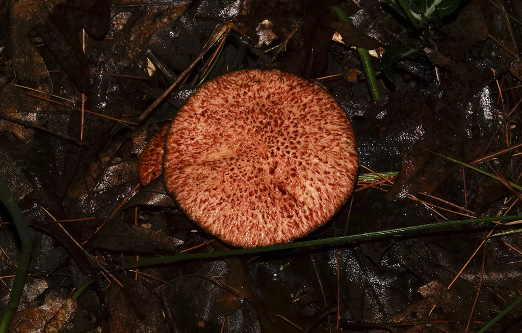 Painted Suillus · August 2026 · photo: Photo: (c) Paul Prior, some rights reserved (CC BY) · iNaturalist