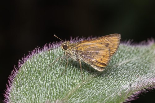 Telicota