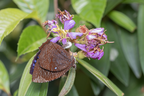 Elymnias hypermnestra