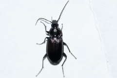 Agonum harrisii