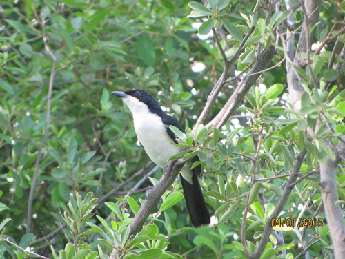 iNaturalist image