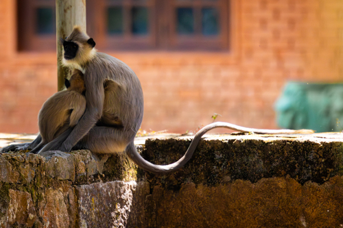 Tufted Gray Langur