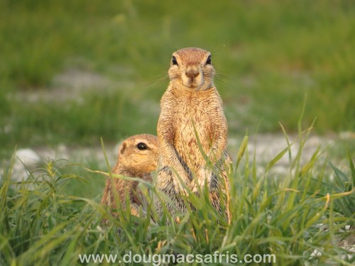 South African Ground Squirrel, photo 5 of 10