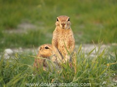 South African Ground Squirrel photo 4