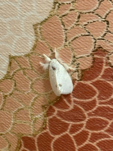 Swan Moth