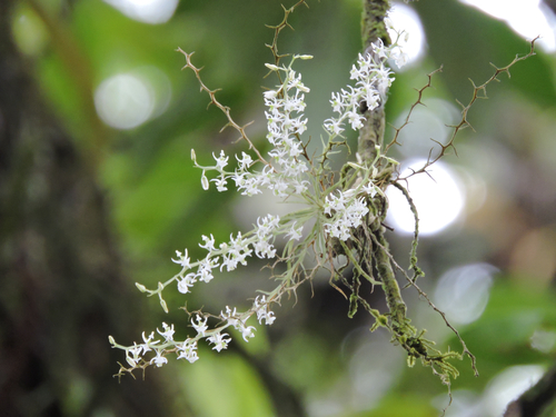 Phymatidium delicatulum