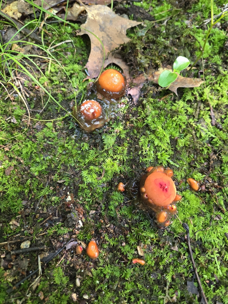 stalked puffball-in-aspic · August 2026 · photo: Photo: (c) Alexander Diaz, some rights reserved (CC BY) · iNaturalist