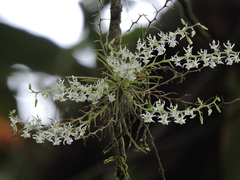 Phymatidium delicatulum, photograph (c) Gabriel Silva Guimarães, some rights reserved (CC BY)