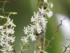 Phymatidium delicatulum, photograph (c) Gabriel Silva Guimarães, some rights reserved (CC BY)